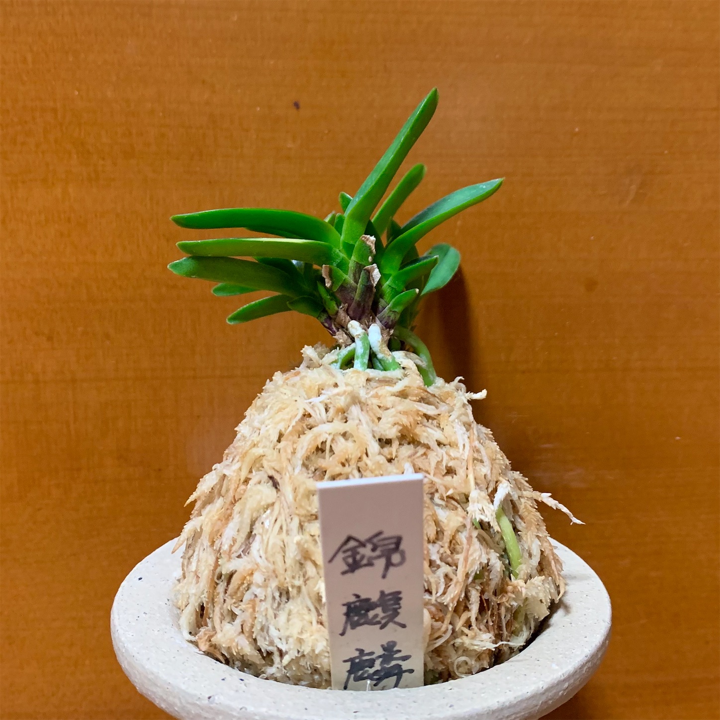錦麒麟 - 純風満蘭（富貴蘭・風蘭ブログ 着生蘭よもやま話）
