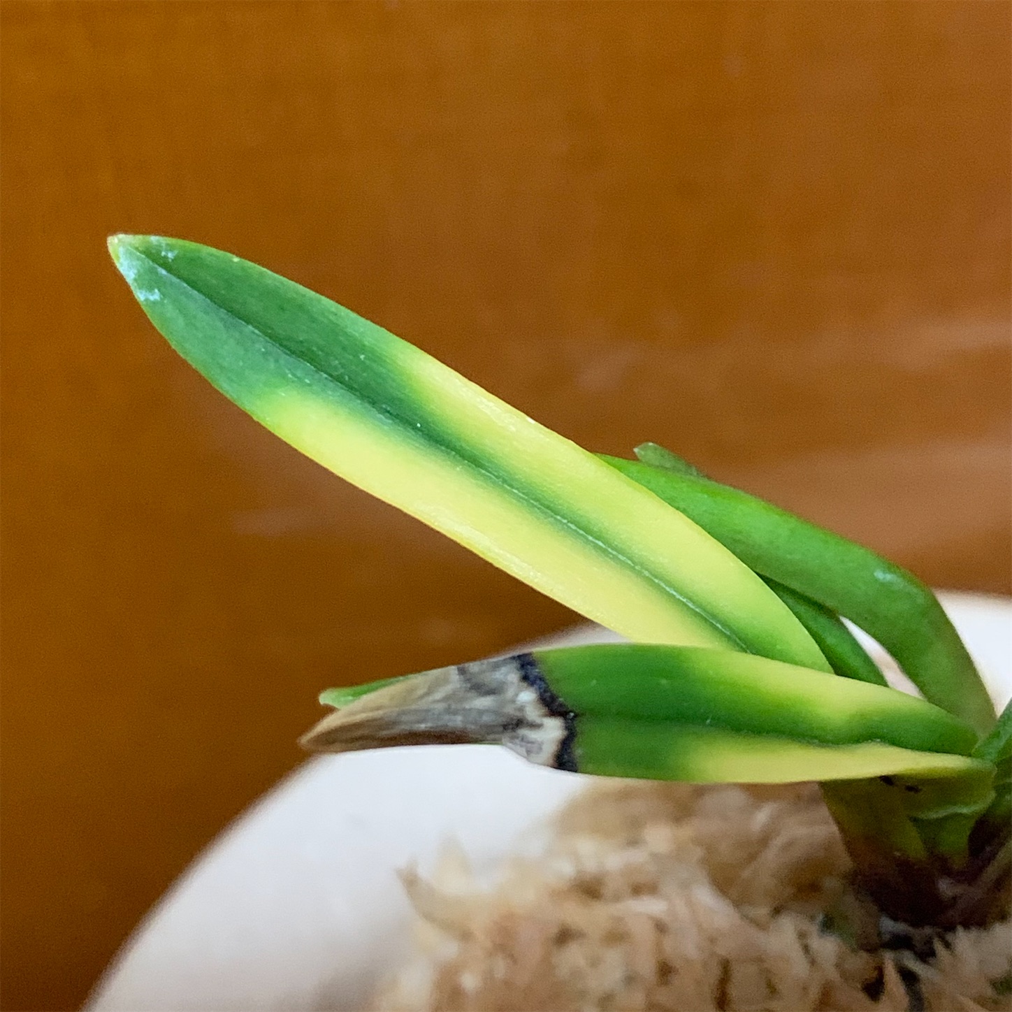 至宝の逸品】富貴蘭 必見!!舌切り雀の覆輪縞（現品限りの芽変わり品