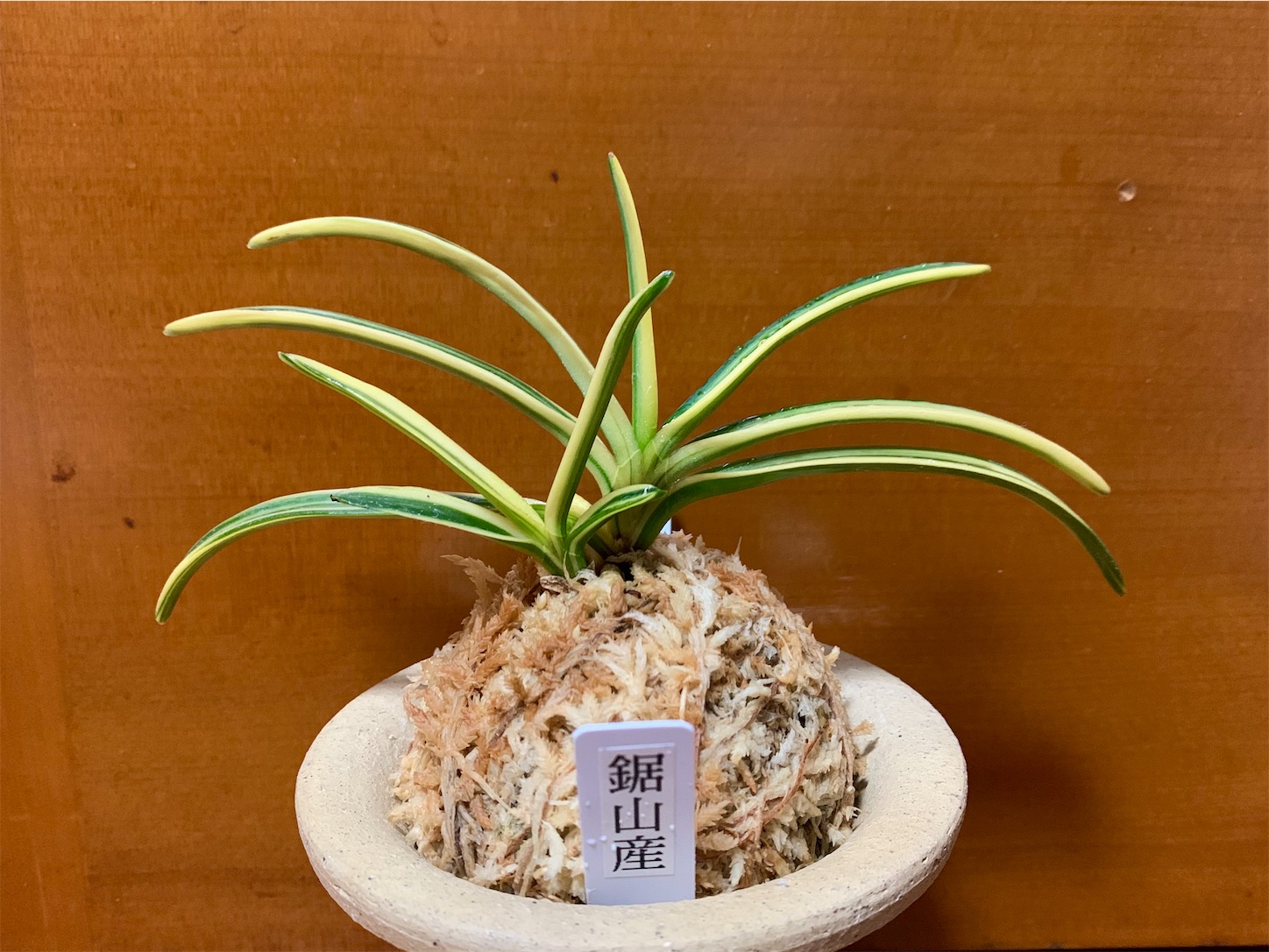 鋸山産2種 - 純風満蘭（富貴蘭・風蘭ブログ 着生蘭よもやま話）
