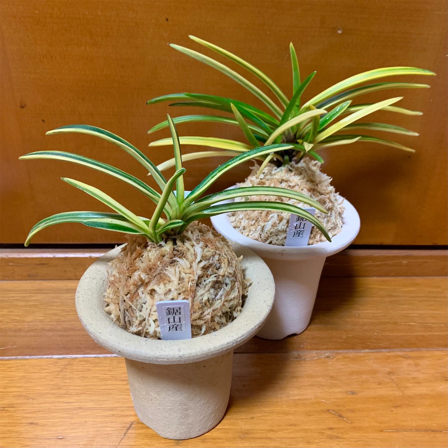 富貴蘭【鋸山縞】　希少 鋸山産2種 - 純風満蘭（富貴蘭・風蘭ブログ 着生蘭よもやま話）