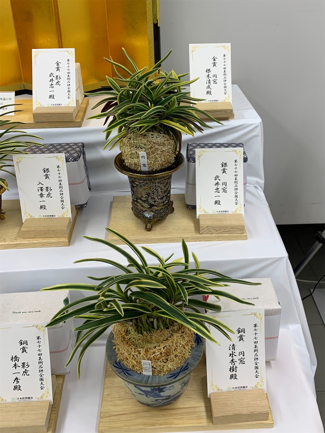 受賞作品 第77回日本富貴蘭会美術品評全国大会 - 純風満蘭（富貴蘭