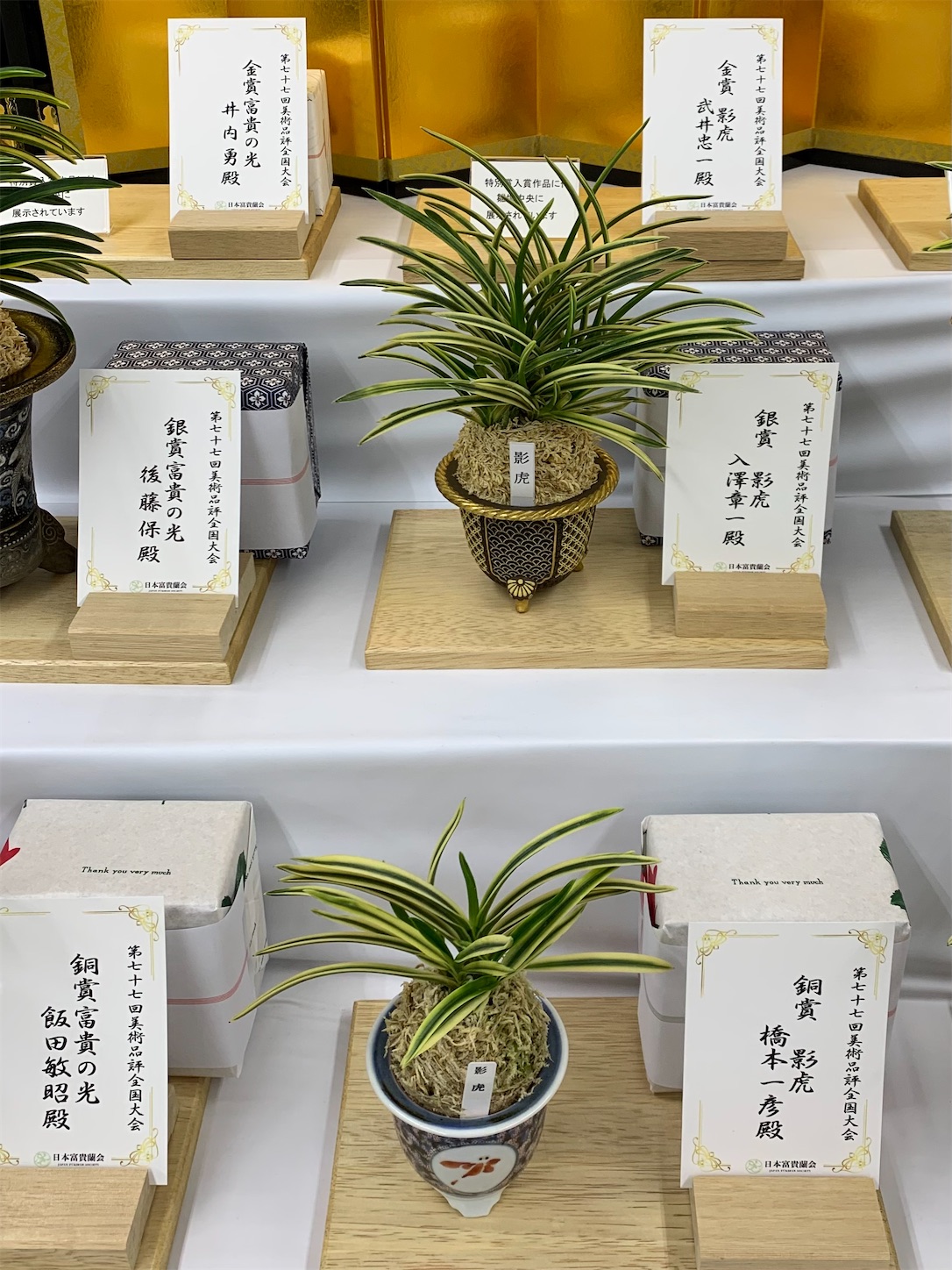 受賞作品 第77回日本富貴蘭会美術品評全国大会 - 純風満蘭（富貴蘭