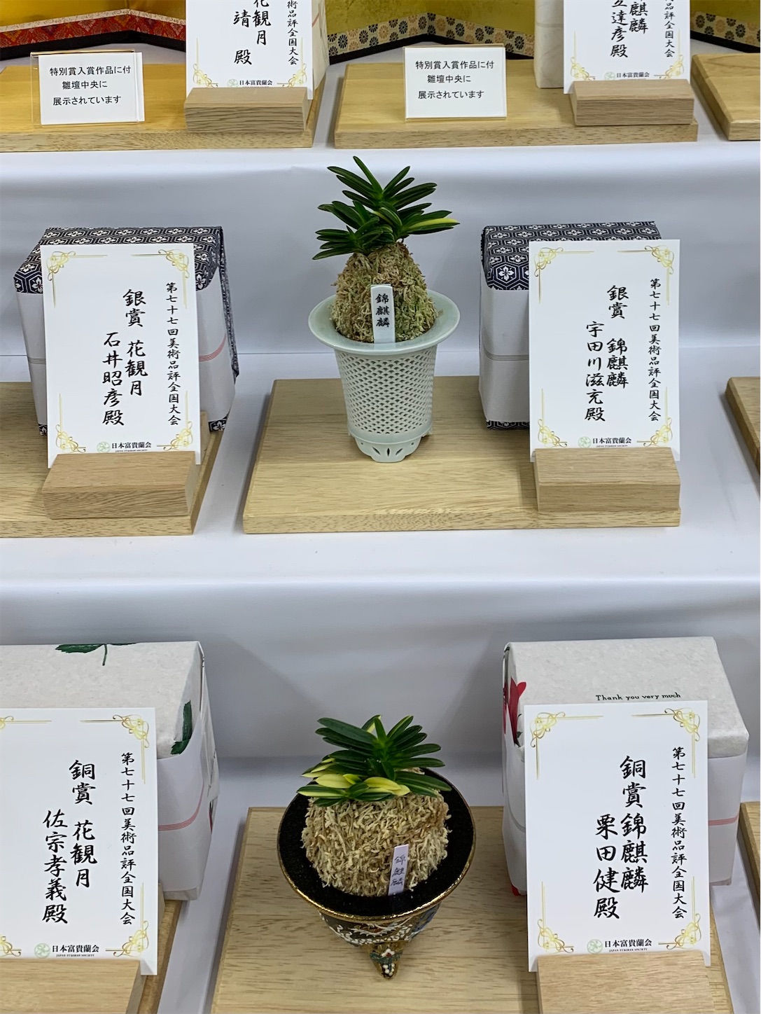 受賞作品 第77回日本富貴蘭会美術品評全国大会 - 純風満蘭（富貴蘭