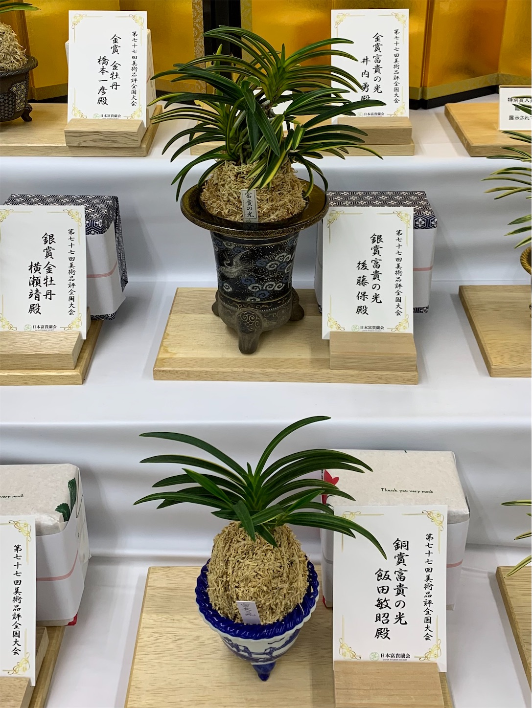 受賞作品 第77回日本富貴蘭会美術品評全国大会 - 純風満蘭（富貴蘭