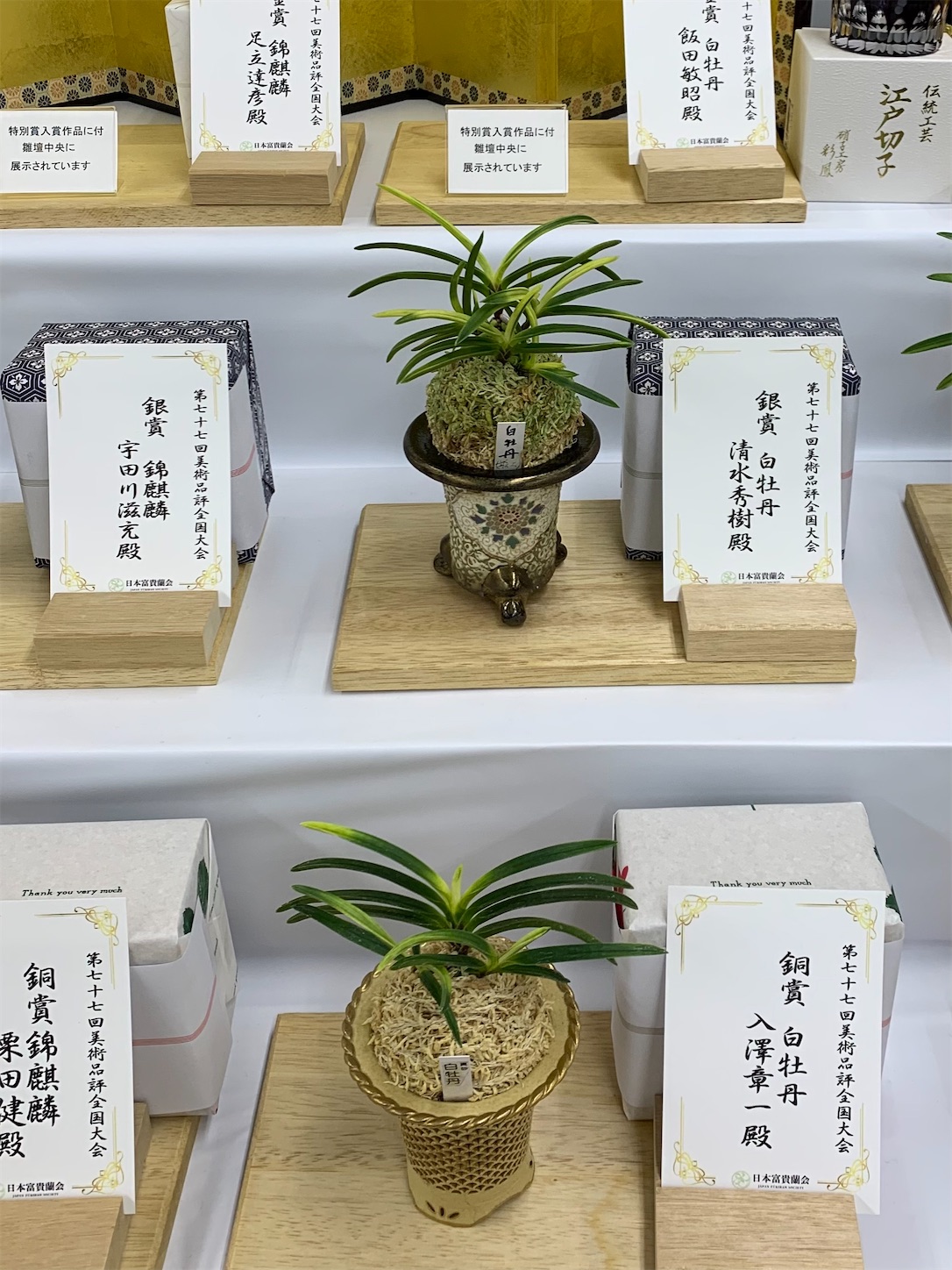 受賞作品 第77回日本富貴蘭会美術品評全国大会 - 純風満蘭（富貴蘭