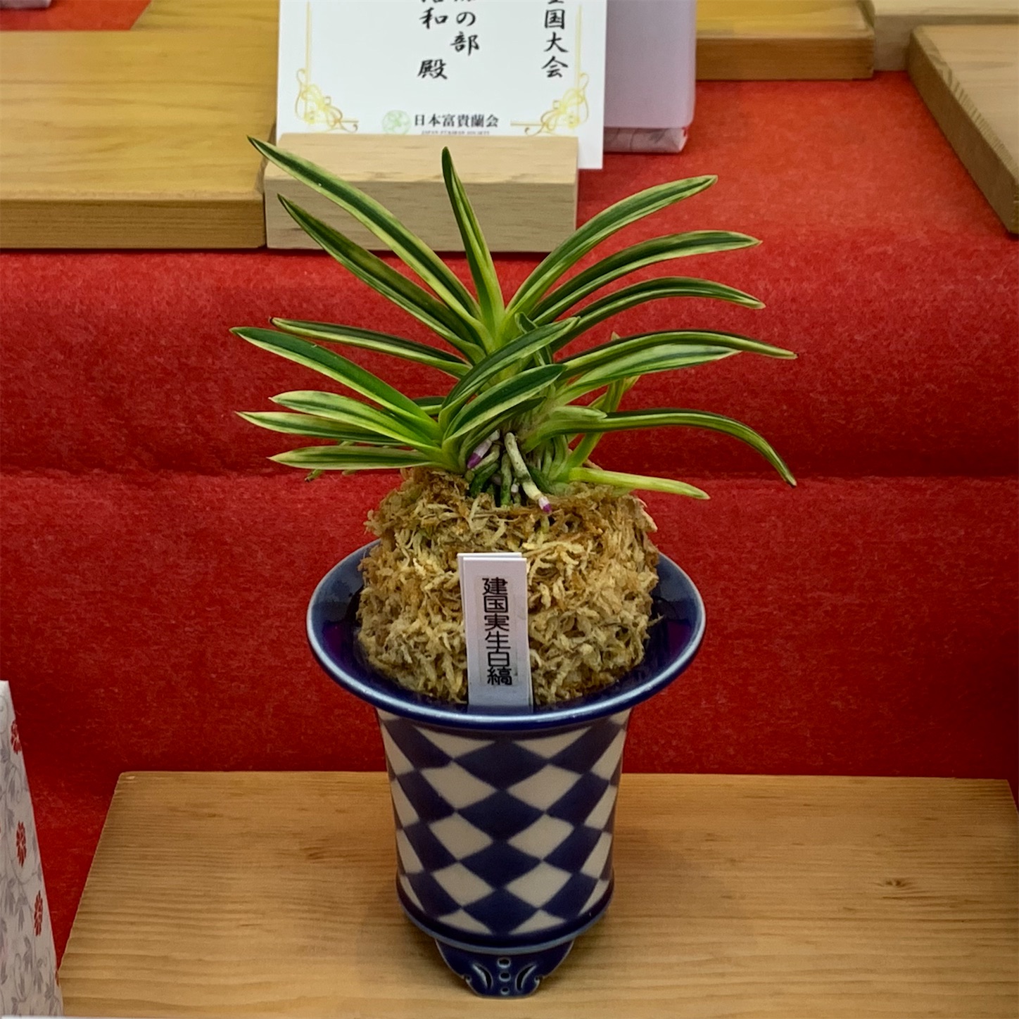 受賞作品 第77回日本富貴蘭会美術品評全国大会 - 純風満蘭（富貴蘭