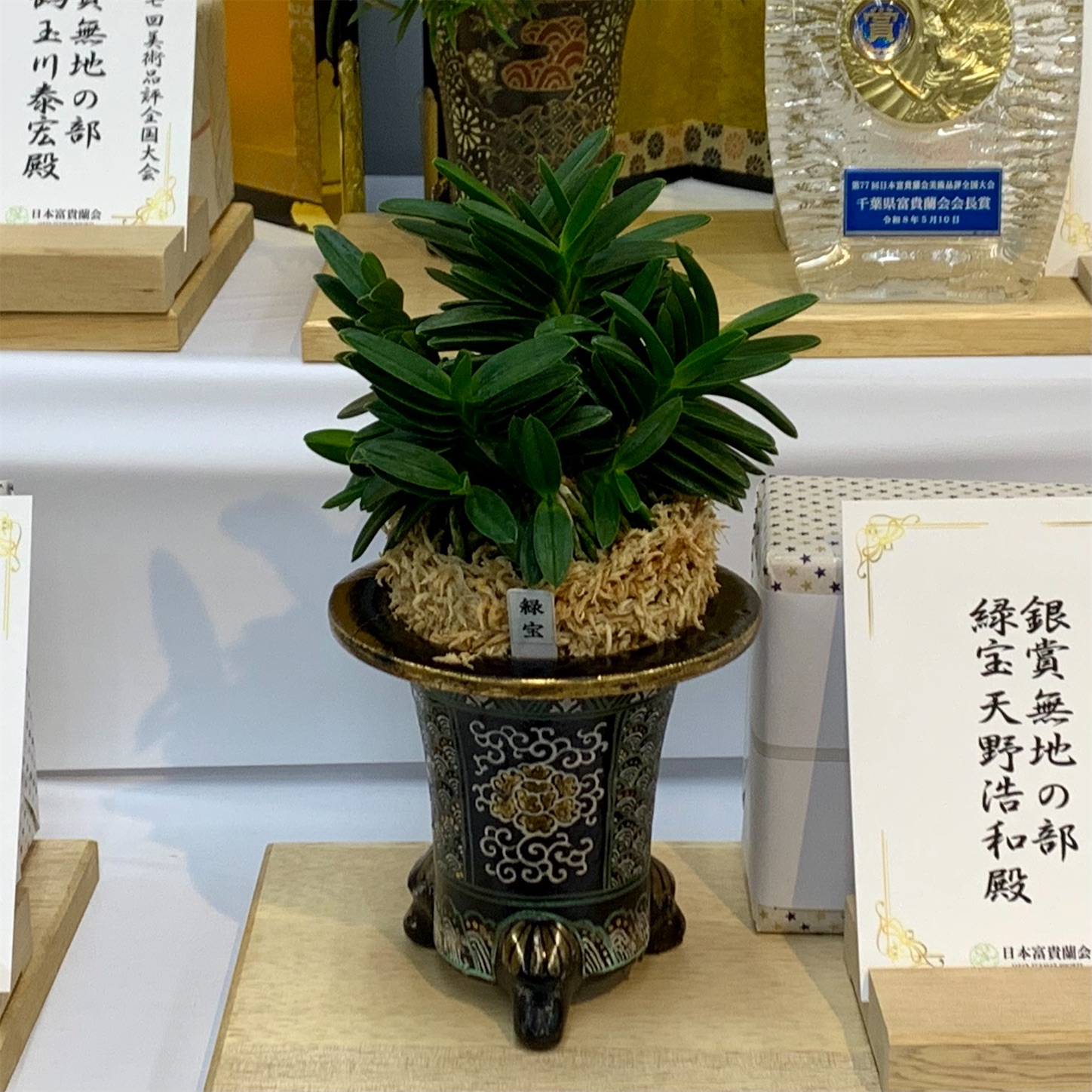 駿河 蝉 根付 骨董品 盆栽 蘭鉢 富貴蘭 駿河 蝉 根付 骨董品 盆栽 蘭鉢