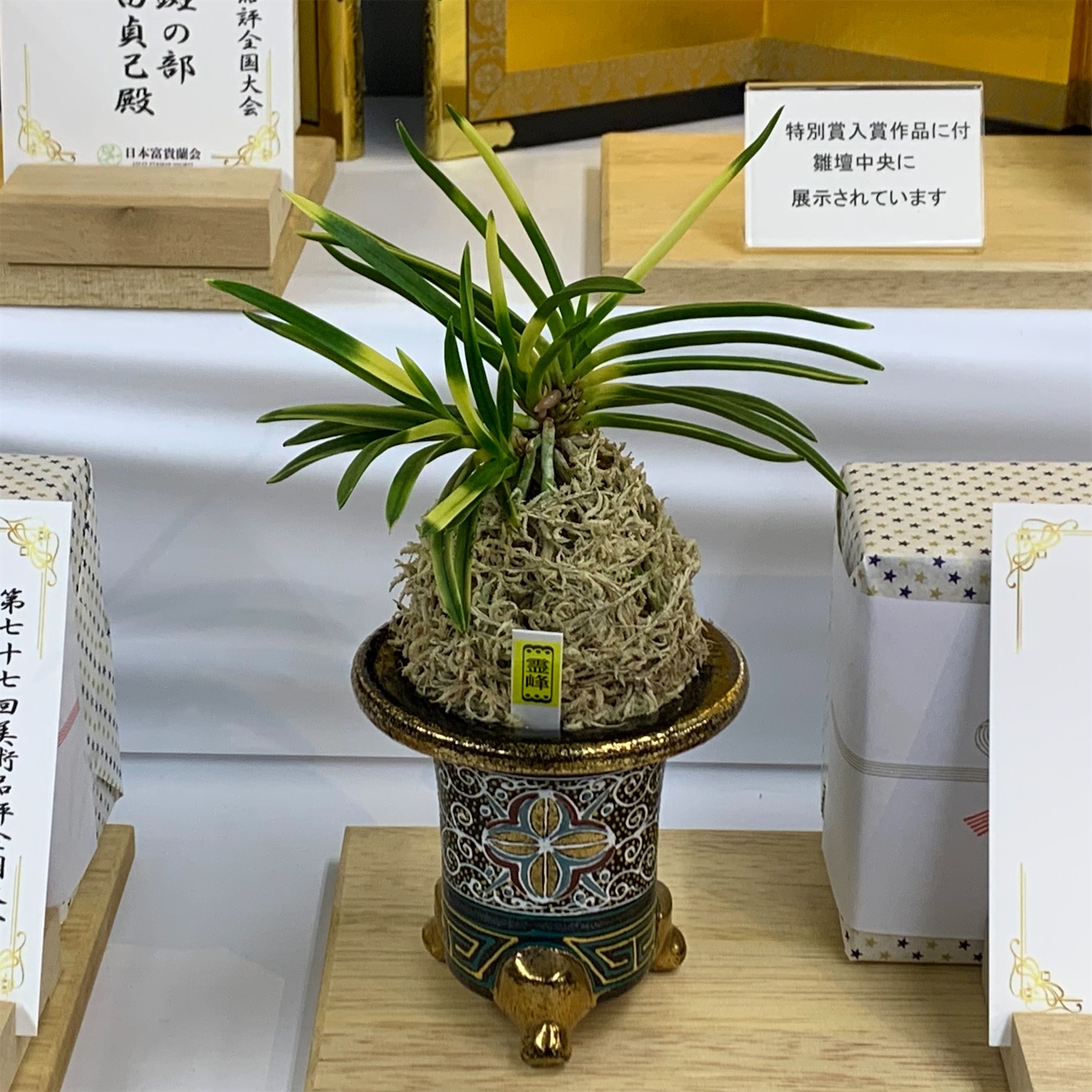 受賞作品 第77回日本富貴蘭会美術品評全国大会 - 純風満蘭（富貴蘭