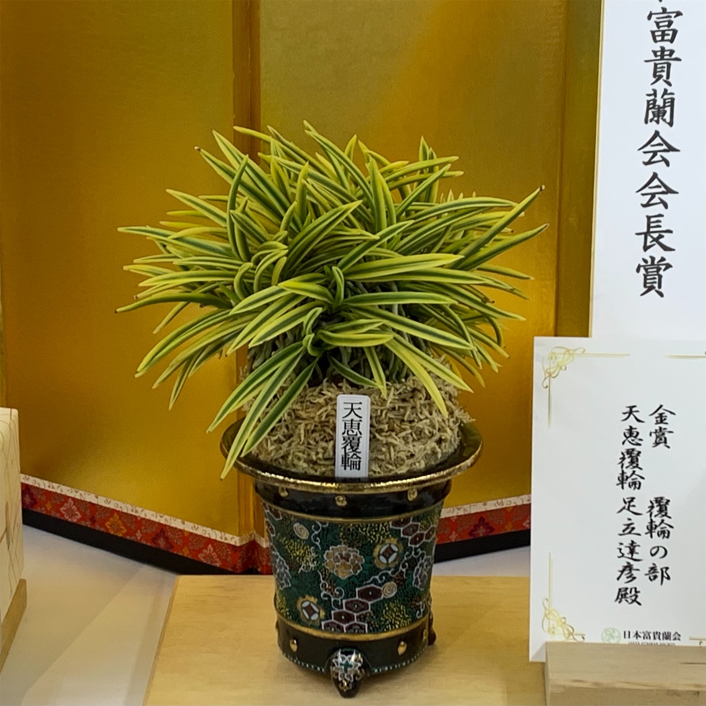 受賞作品 第77回日本富貴蘭会美術品評全国大会 - 純風満蘭（富貴蘭