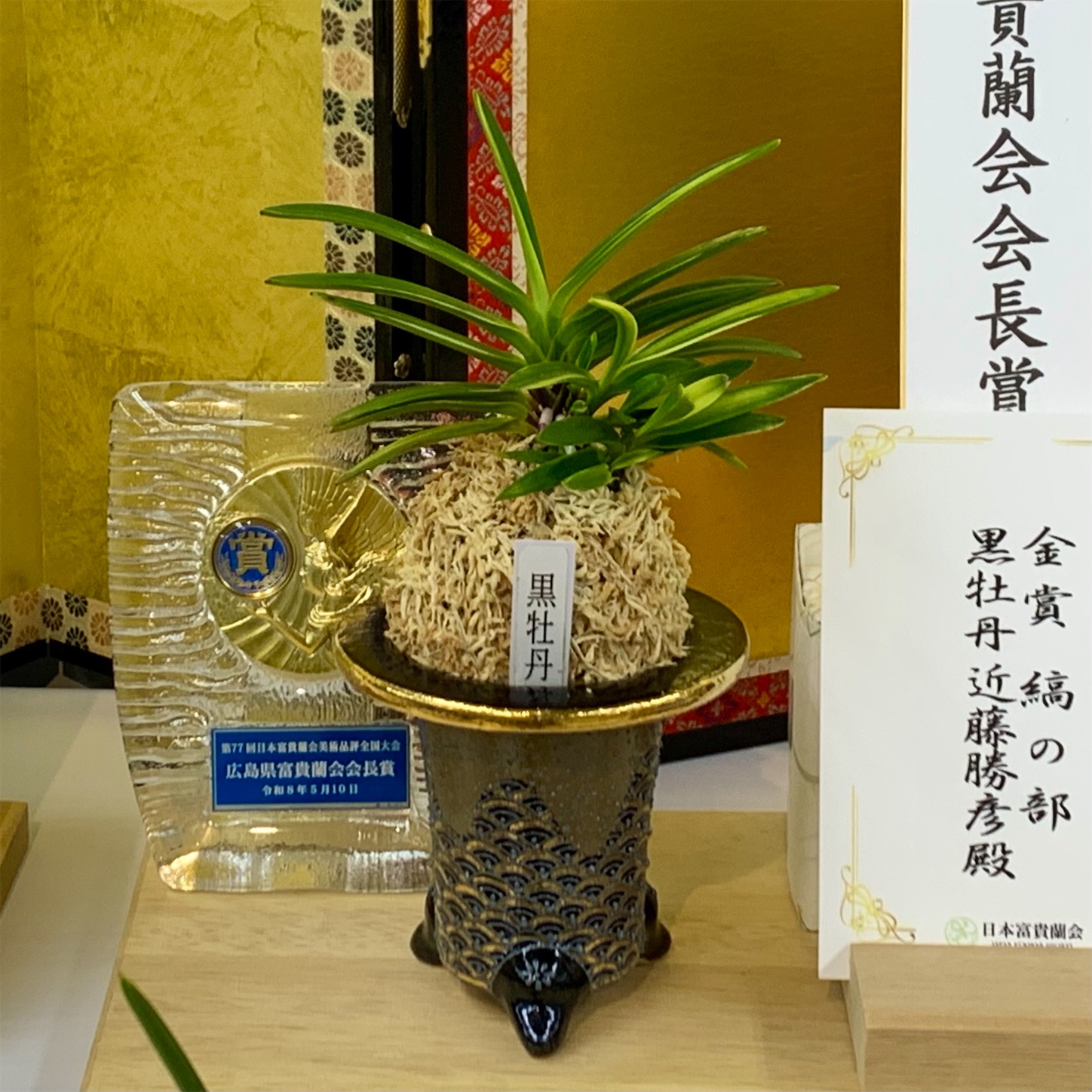 富貴蘭「金の鈴」現存数1本のみの山吹色に輝く、かつて数百万円で取引された鈴虫の縞 受賞作品 第77回日本富貴蘭会美術品評全国大会 - 純風満蘭（富貴蘭