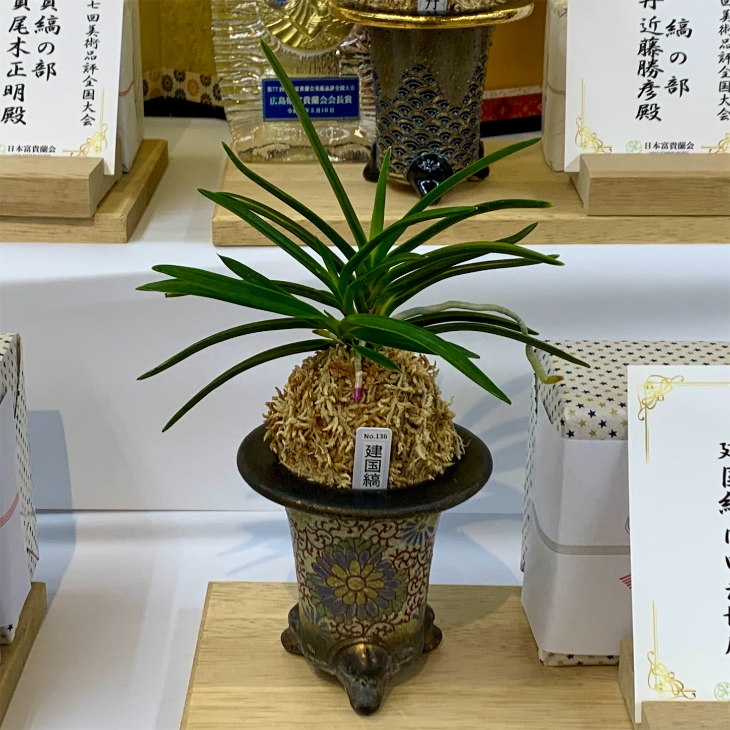 【早い者勝ち二点セット】富貴蘭「黒牡丹」（黒酔）+「建国宝」 回富貴蘭回 黒牡丹