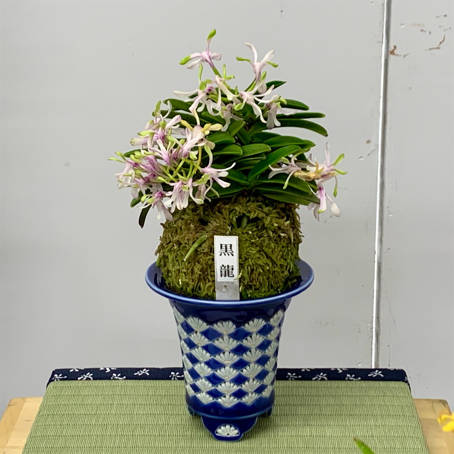 花の展示・即売会「彩と香の富貴蘭展」 開催日決まる - 純風満蘭（富貴