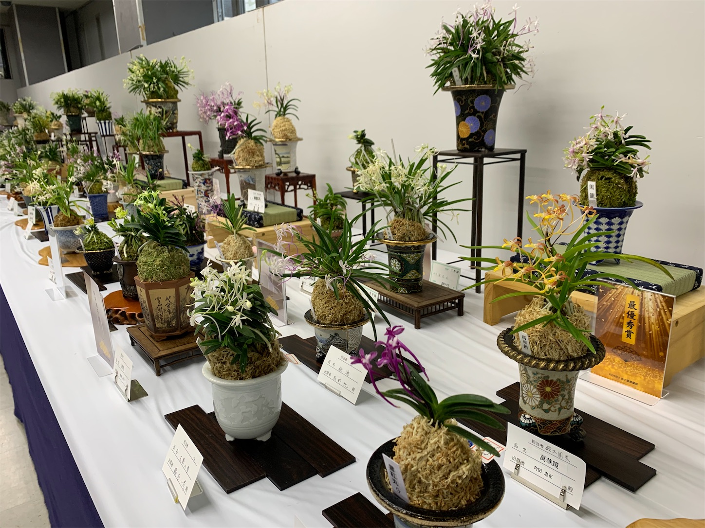 花の展示・即売会「彩と香の富貴蘭展」 開催日決まる - 純風満蘭（富貴