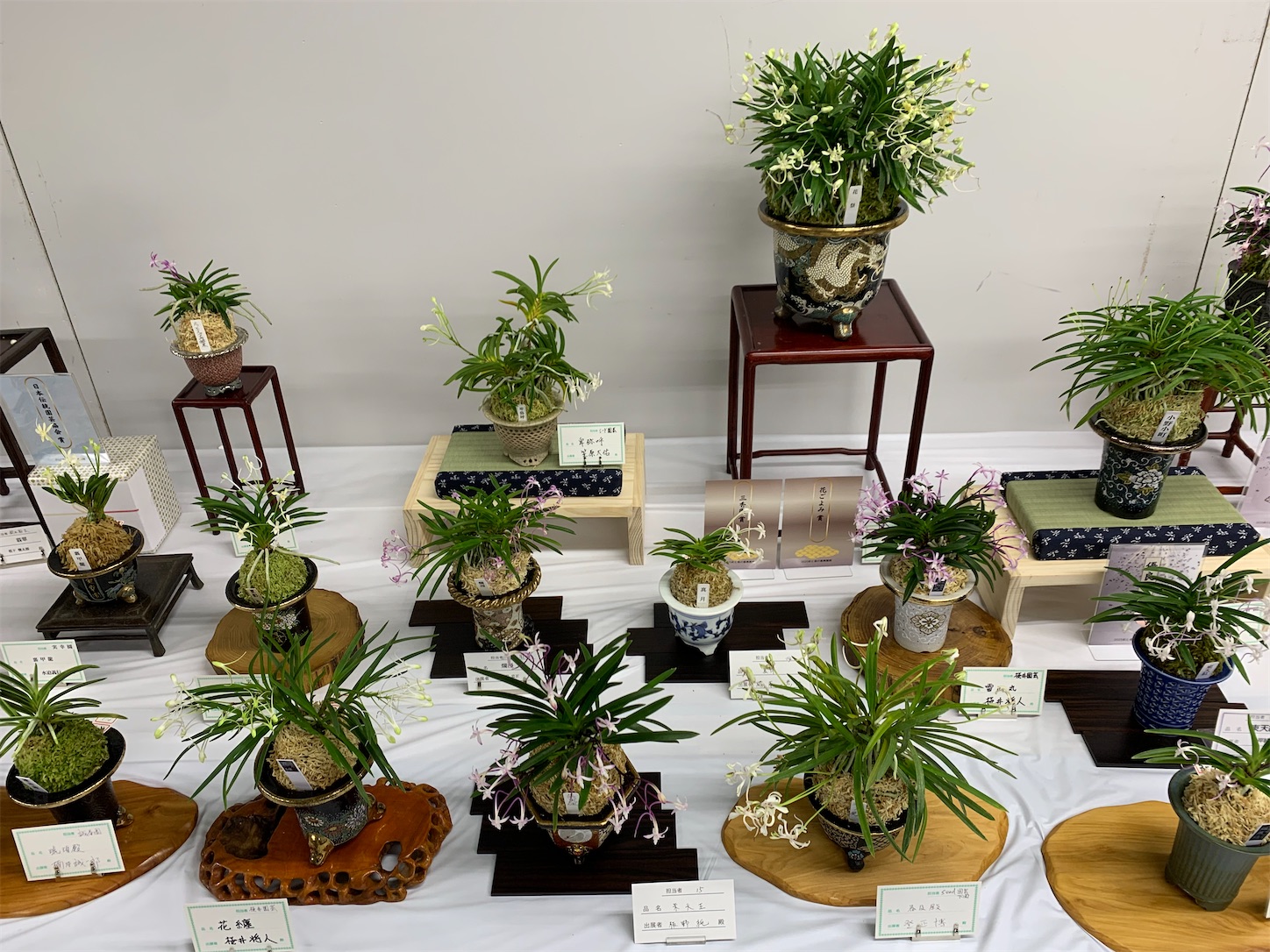 花の展示・即売会「彩と香の富貴蘭展」 開催日決まる - 純風満蘭（富貴