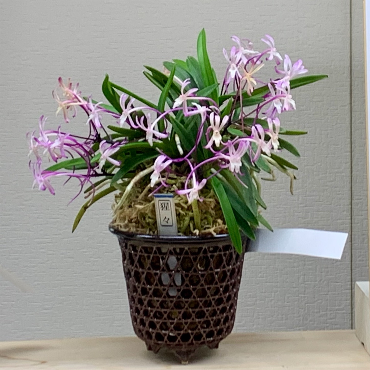 関東富貴蘭会 7月12日に花の品評会 - 純風満蘭（富貴蘭・風蘭ブログ