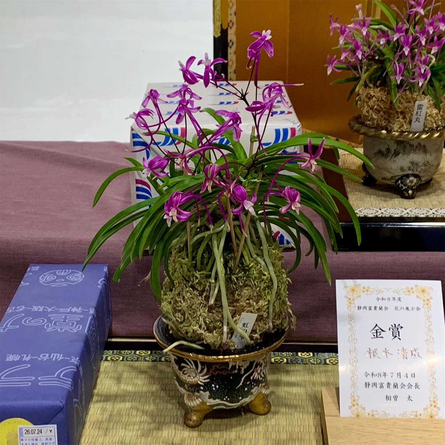 静岡富貴蘭会 花の会 会長賞は紫大師 - 純風満蘭（富貴蘭・風蘭ブログ