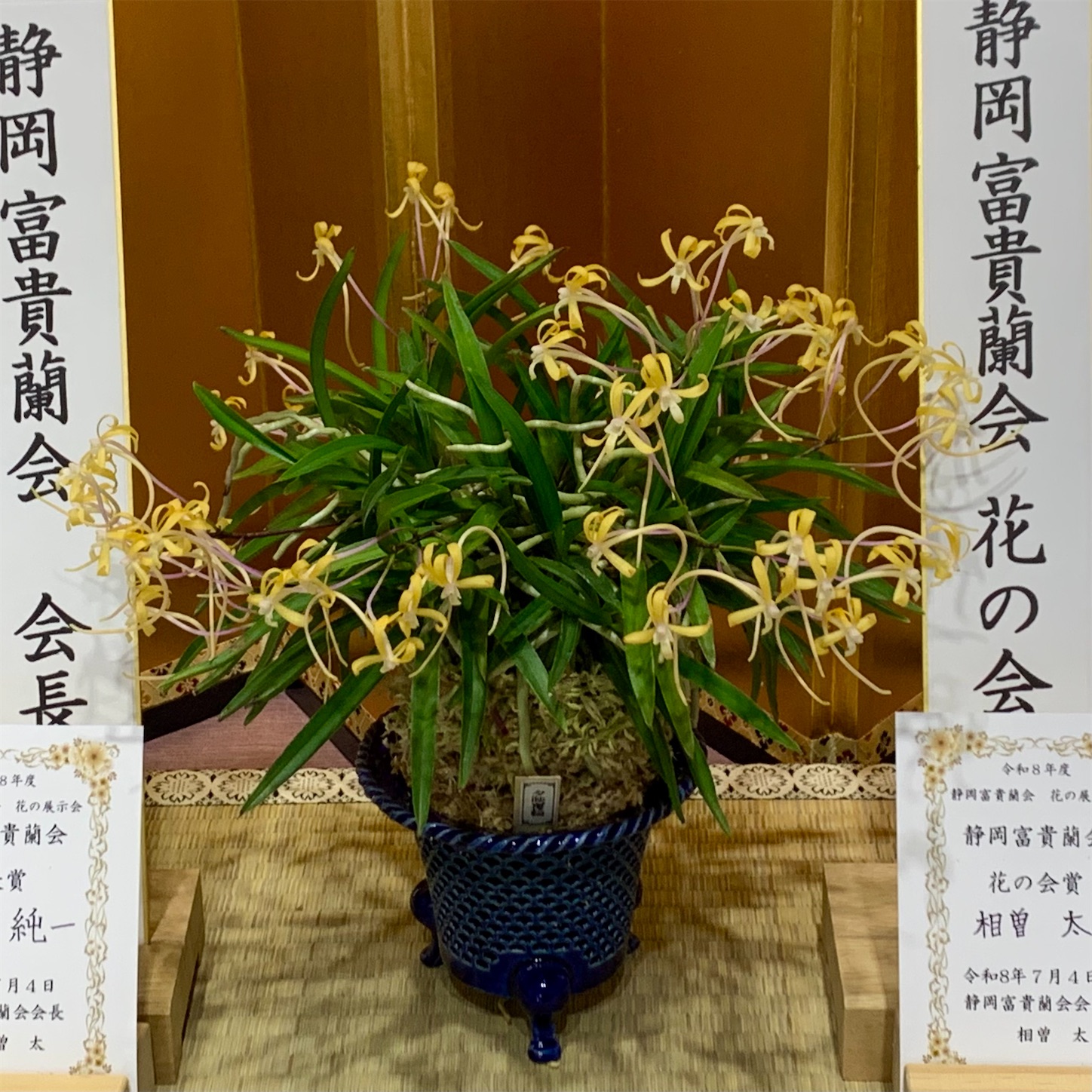 静岡富貴蘭会 花の会 会長賞は紫大師 - 純風満蘭（富貴蘭・風蘭ブログ