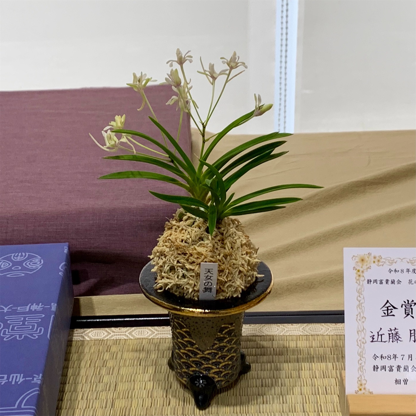 静岡富貴蘭会 花の会 会長賞は紫大師 - 純風満蘭（富貴蘭・風蘭ブログ