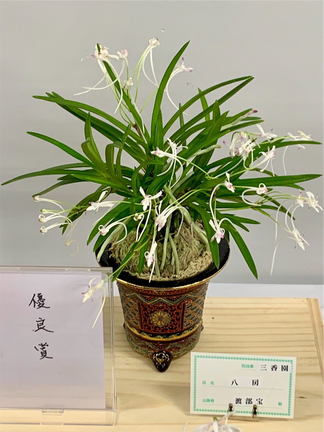 第20回 彩と香の富貴蘭展 受賞作品 - 純風満蘭（富貴蘭・風蘭ブログ 着