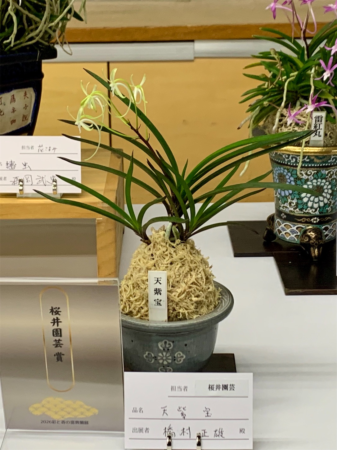 第20回 彩と香の富貴蘭展 受賞作品 - 純風満蘭（富貴蘭・風蘭ブログ 着