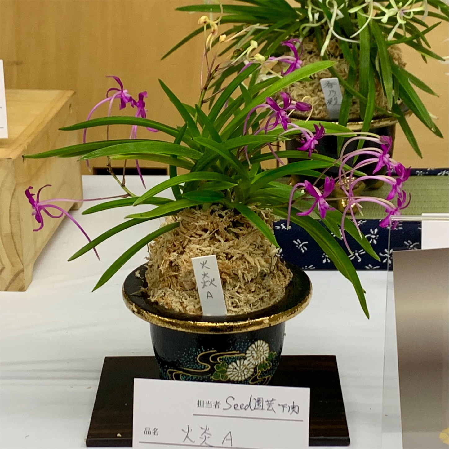 第20回 彩と香の富貴蘭展 受賞作品 - 純風満蘭（富貴蘭・風蘭ブログ 着