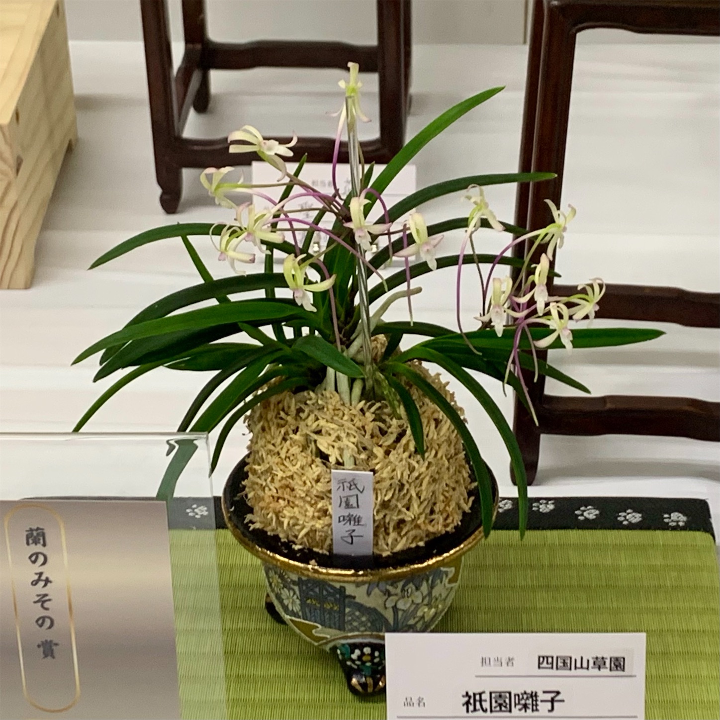 第20回 彩と香の富貴蘭展 受賞作品 - 純風満蘭（富貴蘭・風蘭ブログ 着
