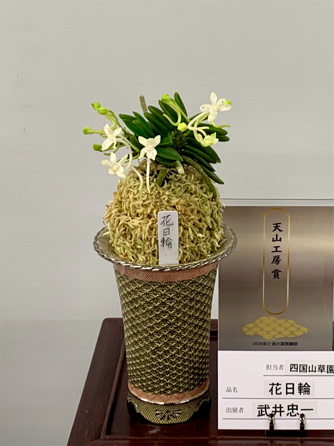 第20回 彩と香の富貴蘭展 受賞作品 - 純風満蘭（富貴蘭・風蘭ブログ 着