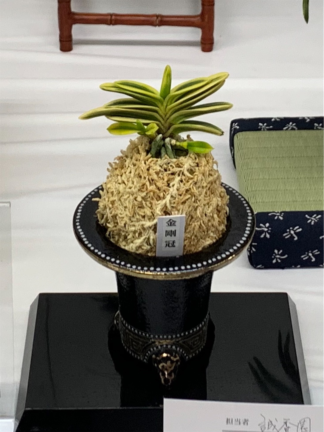 第20回 彩と香の富貴蘭展 受賞作品 - 純風満蘭（富貴蘭・風蘭ブログ 着