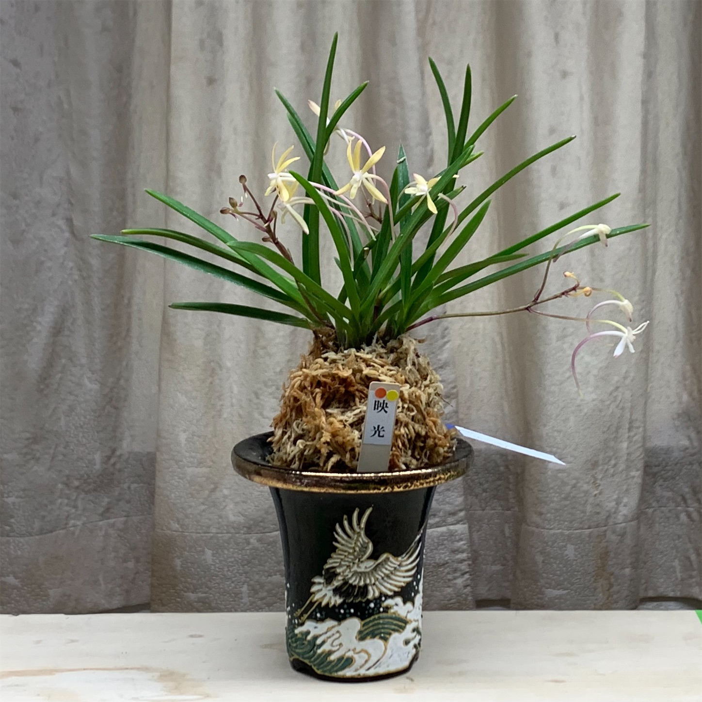 関東富貴蘭会 花の品評会 - 純風満蘭（富貴蘭・風蘭ブログ 着生蘭