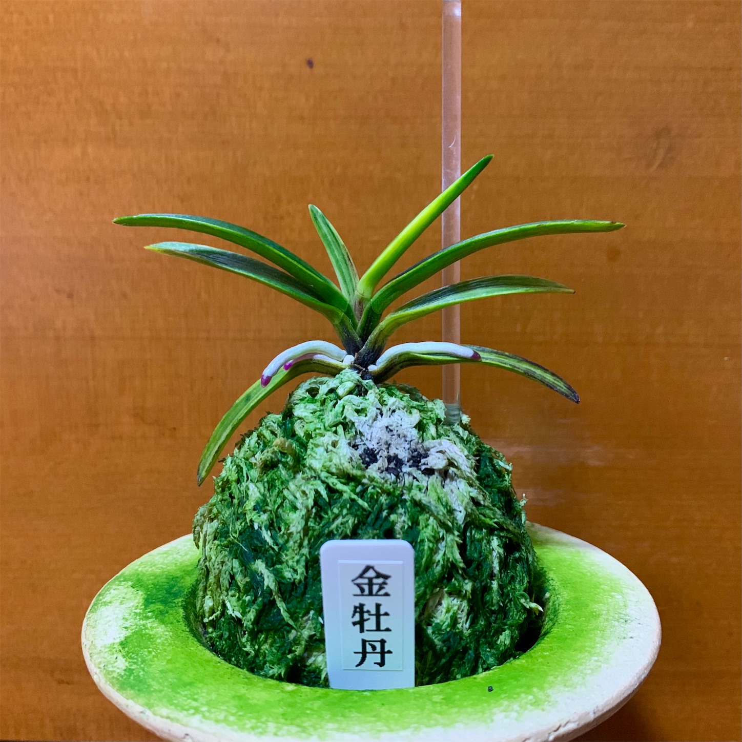 金牡丹 - 純風満蘭（富貴蘭・風蘭ブログ 着生蘭よもやま話）