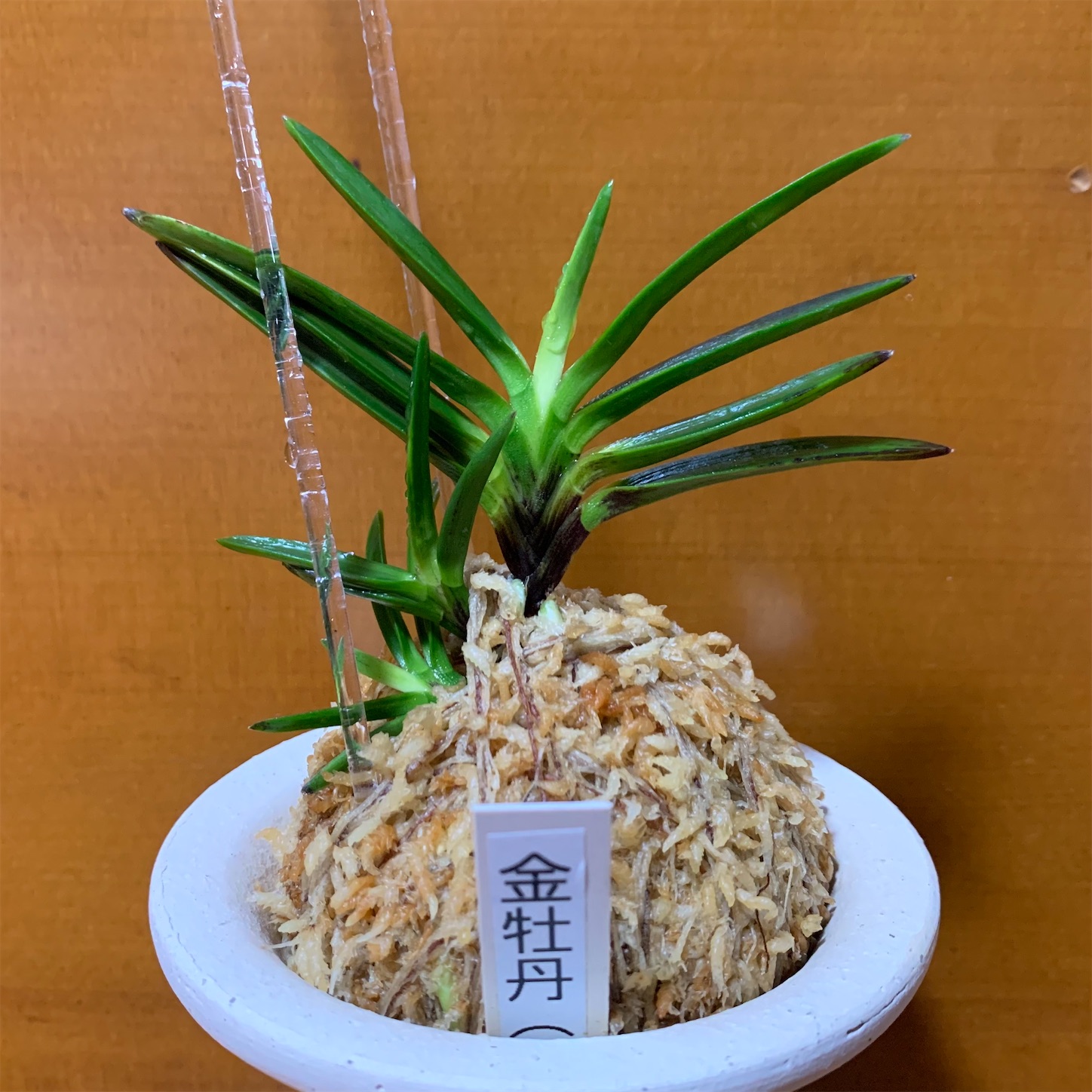 亀谷金牡丹 - 純風満蘭（富貴蘭・風蘭ブログ 着生蘭よもやま話）