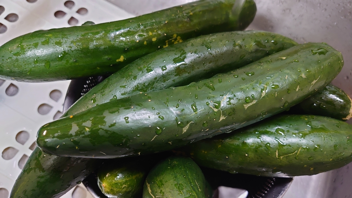 道コン発展編７月結果 塾なし中学受験2022 うちの田舎メソッド