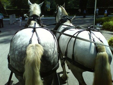 f:id:azecchi:20090607150451j:image f:id:azecchi:20090607150451j:image