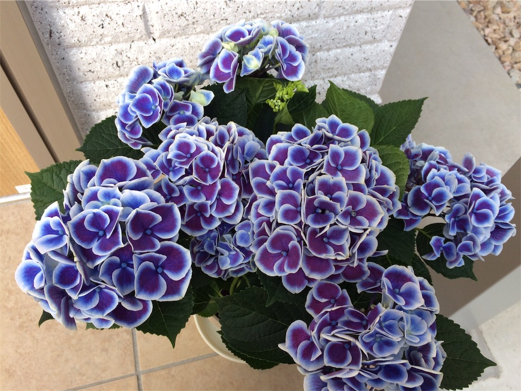 f:id:azico-042:20170504194521j:image