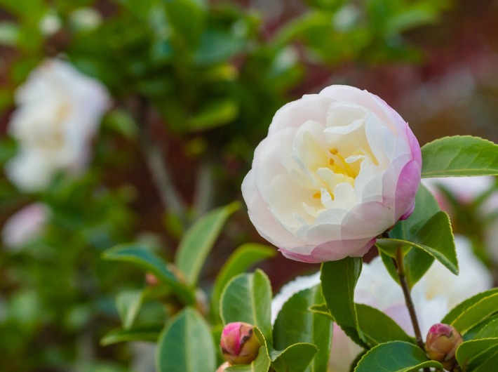f:id:azims:20191102064614j:plain f:id:azims:20191102064614j:plain