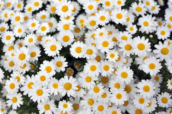 f:id:azims:20200416064931j:plain