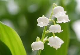 f:id:azims:20200529065202j:plain