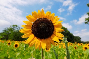 f:id:azims:20200730071309j:plain