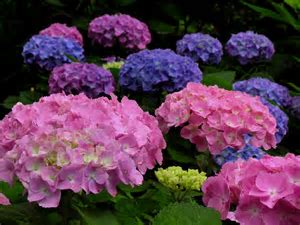 f:id:azims:20210703081243j:plain