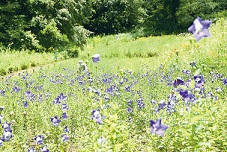 f:id:azims:20210704073557j:plain