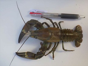 f:id:azims:20210704074100j:plain