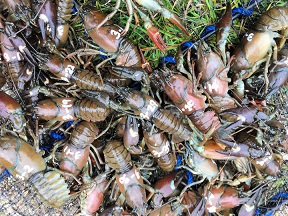 f:id:azims:20210704074125j:plain