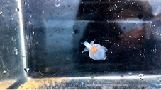 f:id:azims:20210704094538j:plain