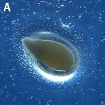 f:id:azims:20210704094707j:plain