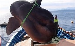 f:id:azims:20211016072722j:plain