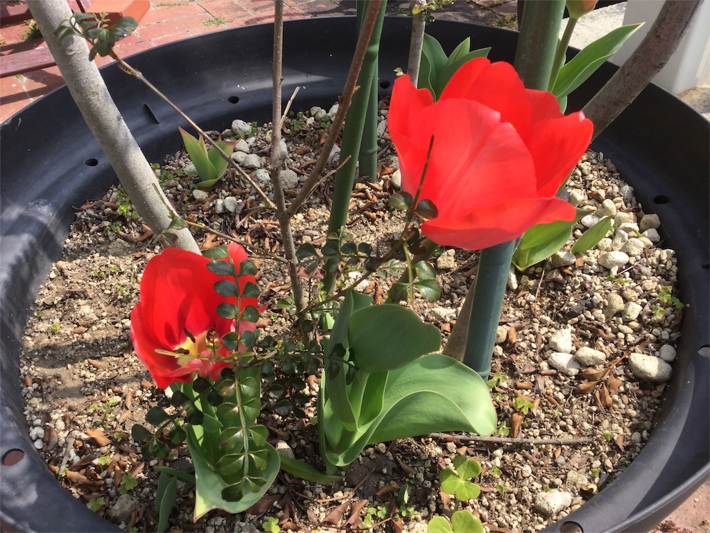 f:id:azisai3309:20190330230859j:image