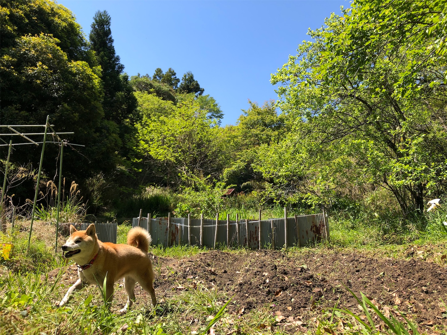 田舎の時代 ステイファームしよう 畑のいいところを全力で考えてみた 27選 永久保存版 田舎の時代がやってくるやん