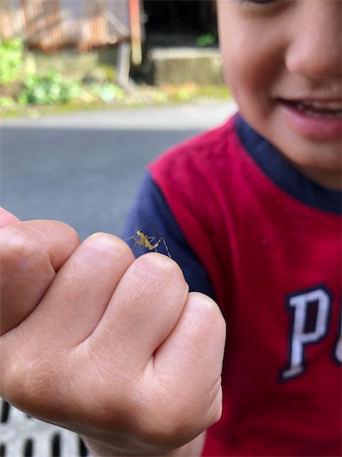 史上最強の昆虫 鳥もたべちゃう 白亜紀から代々進化している カマキリ先生 を深堀り 意外にかわいい カフェ Mou のはんじょう日記