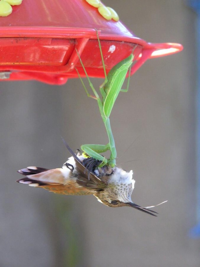 史上最強の昆虫 鳥もたべちゃう 白亜紀から代々進化している カマキリ先生 を深堀り 意外にかわいい 田舎の時代がやってくるやん