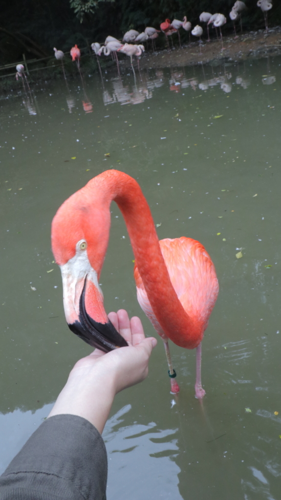 f:id:azooooki:20171122163829j:plain